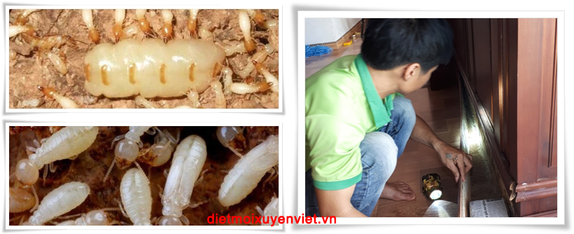 diet moi tai da nang